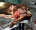 Παλαιό Σκυλίτσι Ημαθίας: Πυροβόλησε τον σκύλο αλλά δεν καταθέτουν οι μάρτυρες!